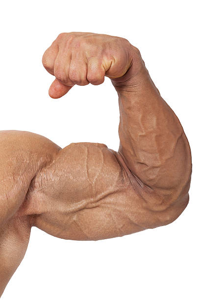 Extreme Bodybuilding Stock Photo - Download Image Now - Large, Bicep,  Muscular Build - iStock
