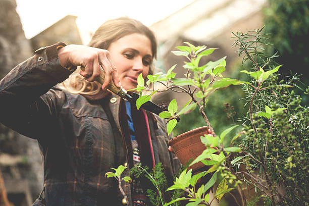istock Gardener take care of the plants 471940773