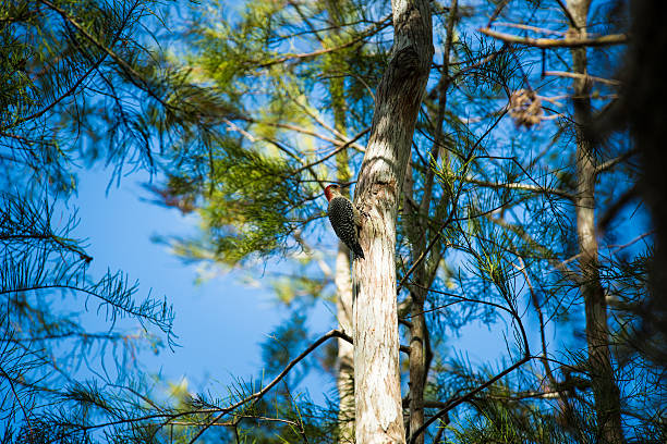 Woodpecker in the Trees stock photo