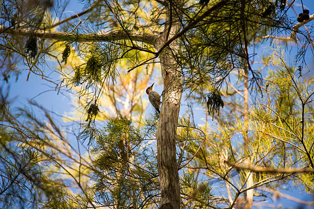 Woodpecker in the Trees stock photo