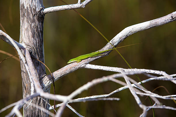Green Lizard in a Tree stock photo
