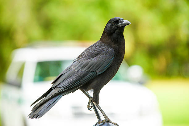 Beatiful Crow stock photo