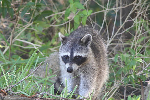 Raccon in Tree stock photo