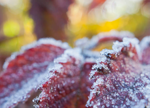 Primeiro de macro de cristais de gelo. - fotografia de stock