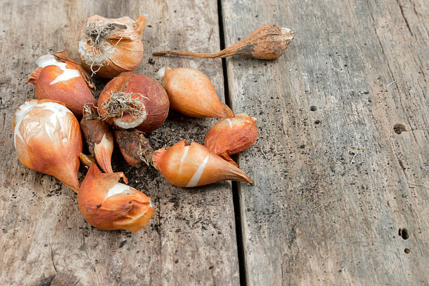 Lâmpadas de tulipas em uma escrivaninha de madeira - foto de acervo