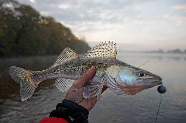 istock Walleye caught on handmade jig lure 471942637