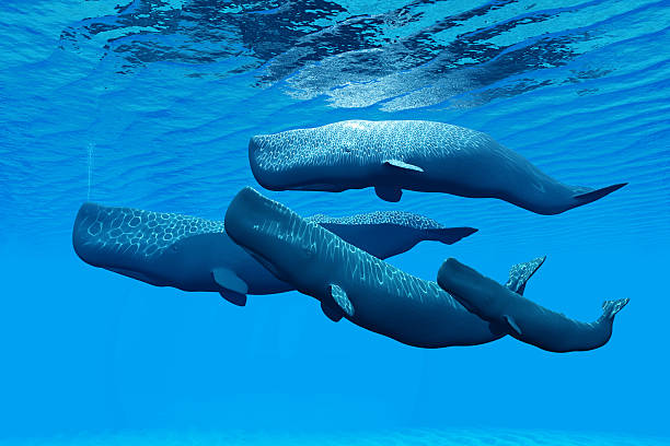 Sperm whale family of four in bright blue waters A four-member sperm whale family swimming together in clear blue water.  The whales are swimming near the surface, and ripples in the surface of the water are seen above the whales.  Wavy light coming from above the water is seen reflected on the tops of the whales. sperm whale stock pictures, royalty-free photos & images