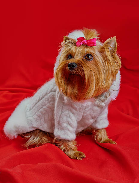 istock Yorkshire Terrier little cute dog 471943135