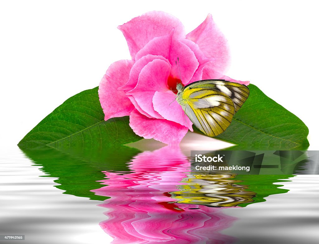 Rose dipladenia - Royalty-free Ao Ar Livre Foto de stock