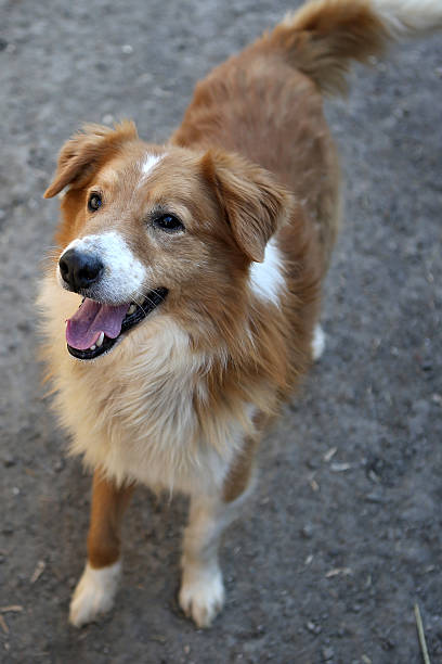 istock Beautiful orange, a stray dog from the shelter 471943232