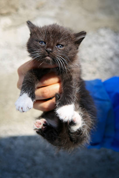 istock Little black homeless kitten in the hands 471943240