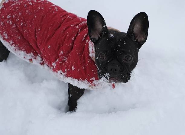 istock French Bulldog in the Snow 471943439