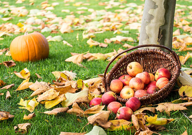 colheita de maçãs - orchard fruit vegetable tree - fotografias e filmes do acervo