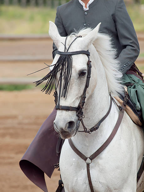 인물 andalisian 백마 in 무브를. 안달루시아, 스페인 - horse stallion andalusia white 뉴스 사진 이미지