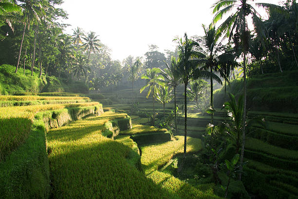 istock Sights of Bali 471943698