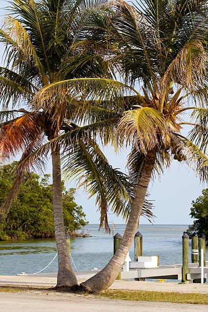 istock Twin Palm Trees at a Small Port 471944003