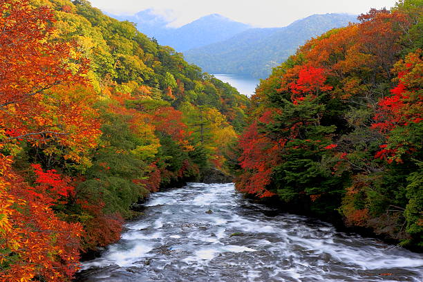 秋の森日本 - appeased ストックフォトと画像
