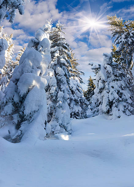 istock Trees covered with hoarfrost and snow in mountains 471944135