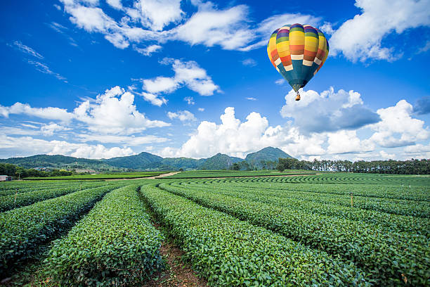 istock Hot air balloon over tea plantations 471944457