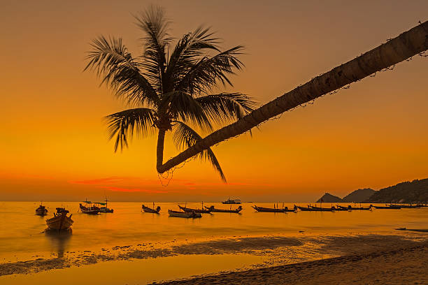istock Sunset with palm and longtail boats on tropical beach. 471944523