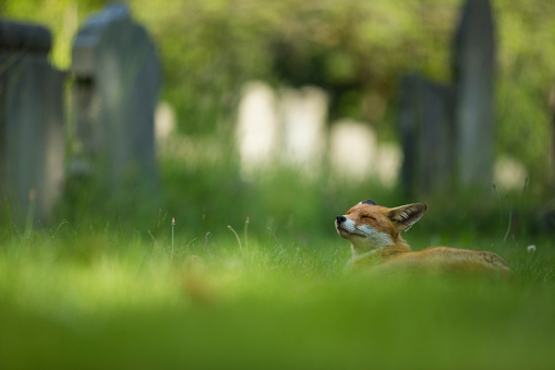 Red fox laying down and relaxing in a church yard