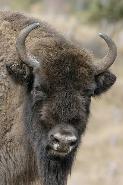 istock European bison, Bisonn bonasus 471944665