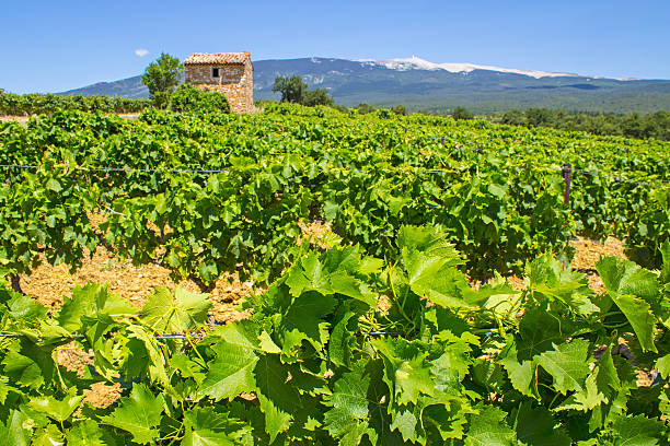 istock Vineyard in Provence. France. 471944683