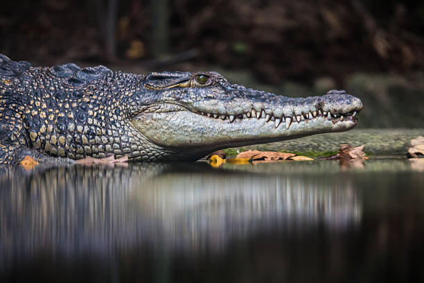 Crocodile Close up stock photo