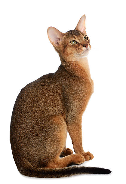 istock Abyssinian young cat isolated on white background 471945349