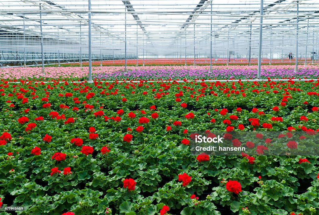 Flores en invernadero - Foto de stock de Agricultura libre de derechos