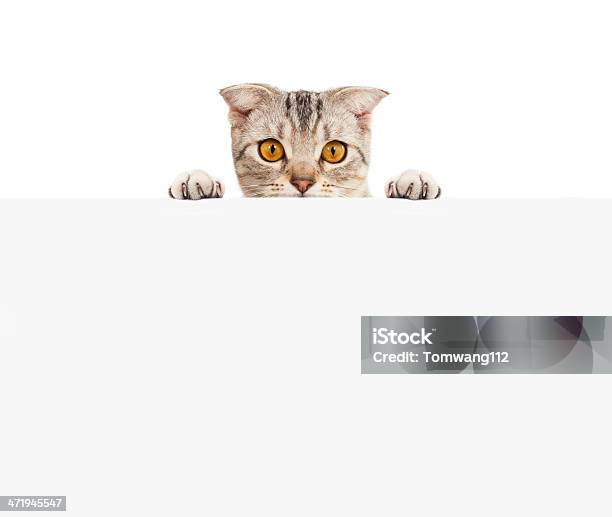 Hübsche Katze Mit Leeren Board Stockfoto und mehr Bilder von Hauskatze - Hauskatze, Domestizierte Tiere, Fotografie