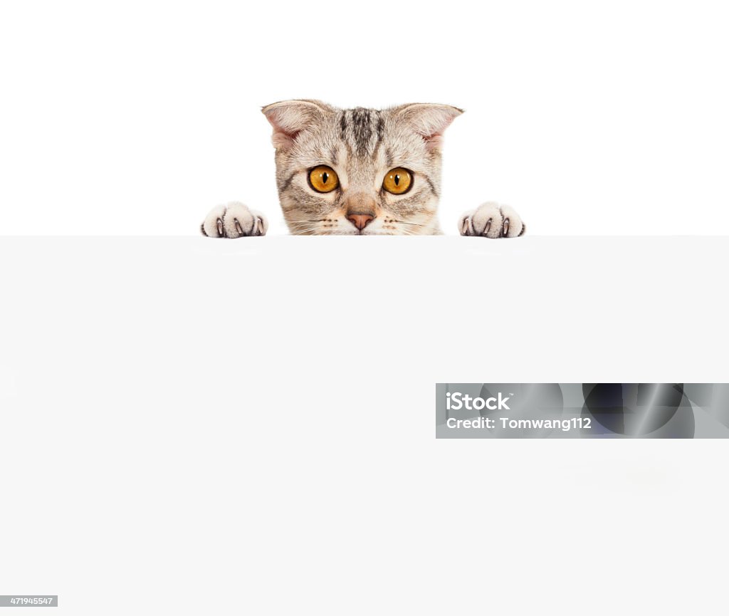 Joli chat avec tableau blanc - Photo de Chat domestique libre de droits