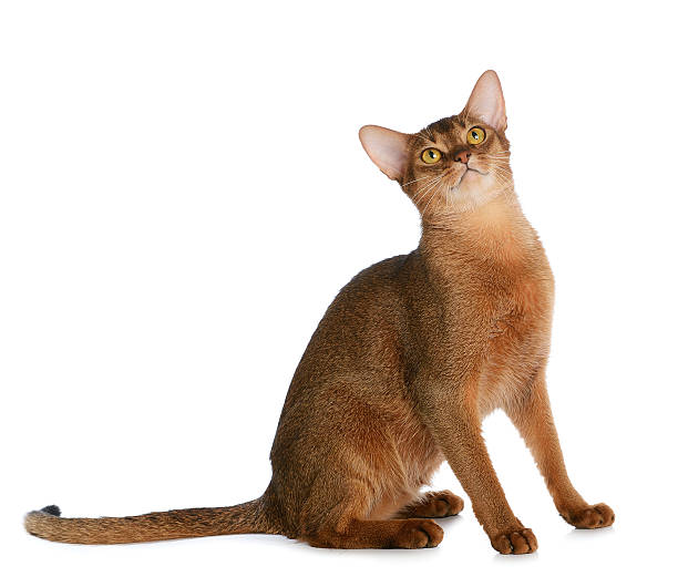 istock Abyssinian young cat isolated on white background 471945611