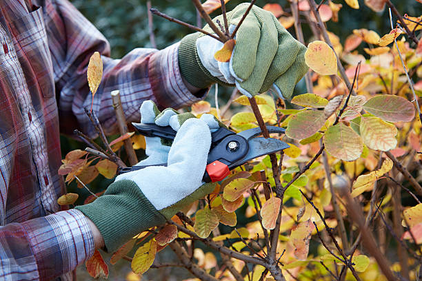 man pruning bush in garden - snoeien stockfoto's en -beelden