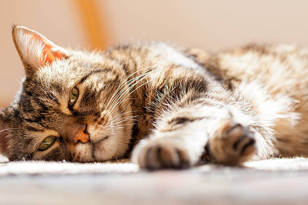 Very tired old cat &quot;Pedro&quot; stock photo