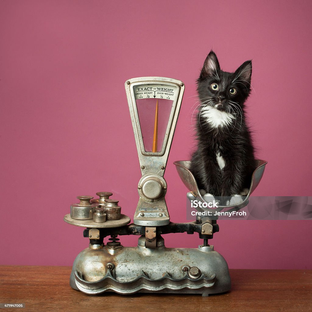 Kitten On Scale Stock Photo - Download Image Now - Weight Scale, Domestic  Cat, Old-fashioned - iStock