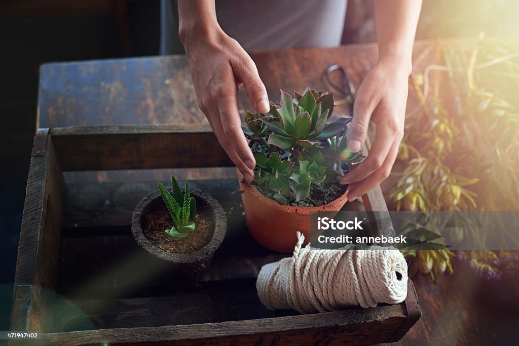 Plant love, grow peace Cropped shot of a woman planting succulent plants into pots at a tablehttp://195.154.178.81/DATA/i_collage/pu/shoots/804525.jpg 2015 Stock Photo