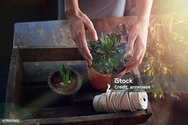 Plant Love Grow Peace Stock Photo - Download Image Now - 2015, Adult, Adults Only