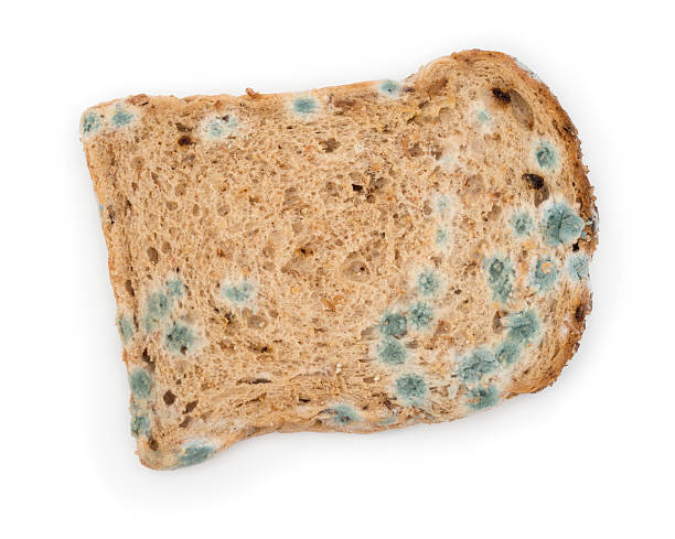 Mouldy Bread against a white background stock photo