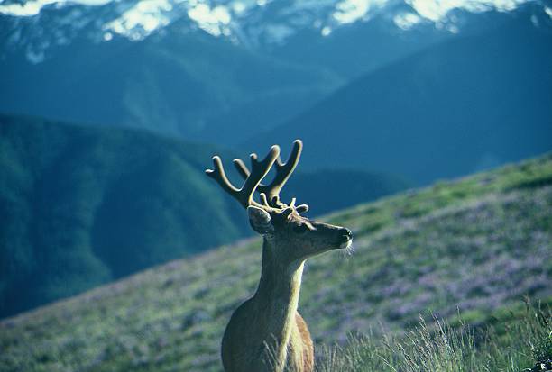 deer buck Cabeça - fotografia de stock