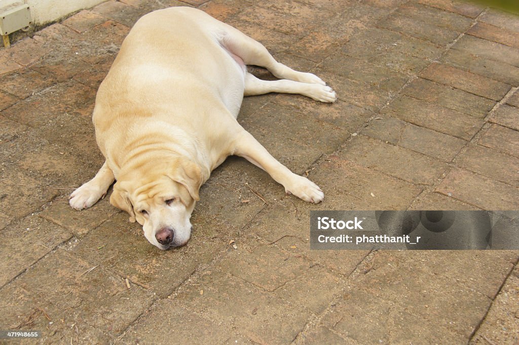 Grasa labrador - Foto de stock de Dormir libre de derechos