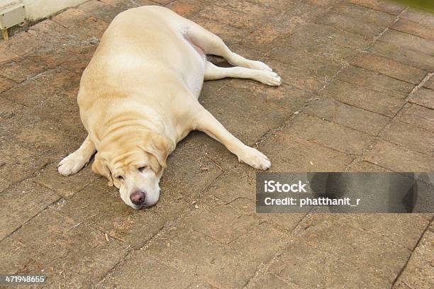 Tłuszcz Labrador Retriever - zdjęcia stockowe i więcej obrazów Labrador Retriever - Labrador Retriever, Spać, Bez ludzi