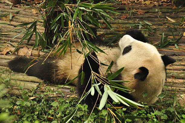Giant Panda in Chengdu, China stock photo