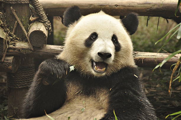 Giant Panda in Chengdu, China stock photo