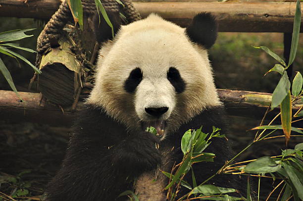 Giant Panda eating bamboo stock photo