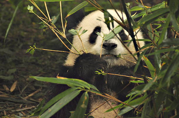 Giant Panda in Chengdu stock photo