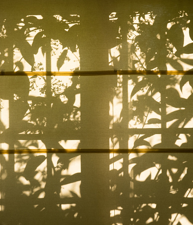A Japanese type blind with the sun shining through showing the silhouette of plants.