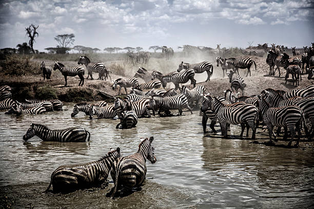 migrazione del serengeti - parco nazionale del serengeti foto e immagini stock