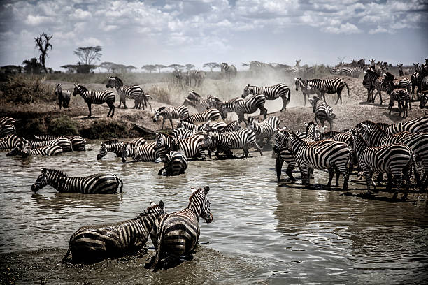 Serengeti Migration stock photo
