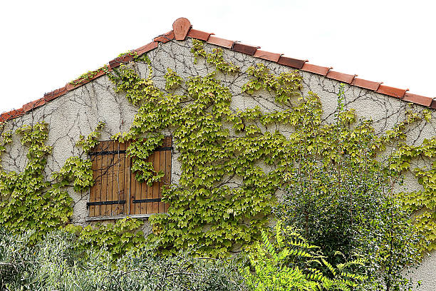 Colour photograph of a traditional French building surrounded by grape vines in the village of Marseillan in the Hérault department in southern France, west of Montpellier.